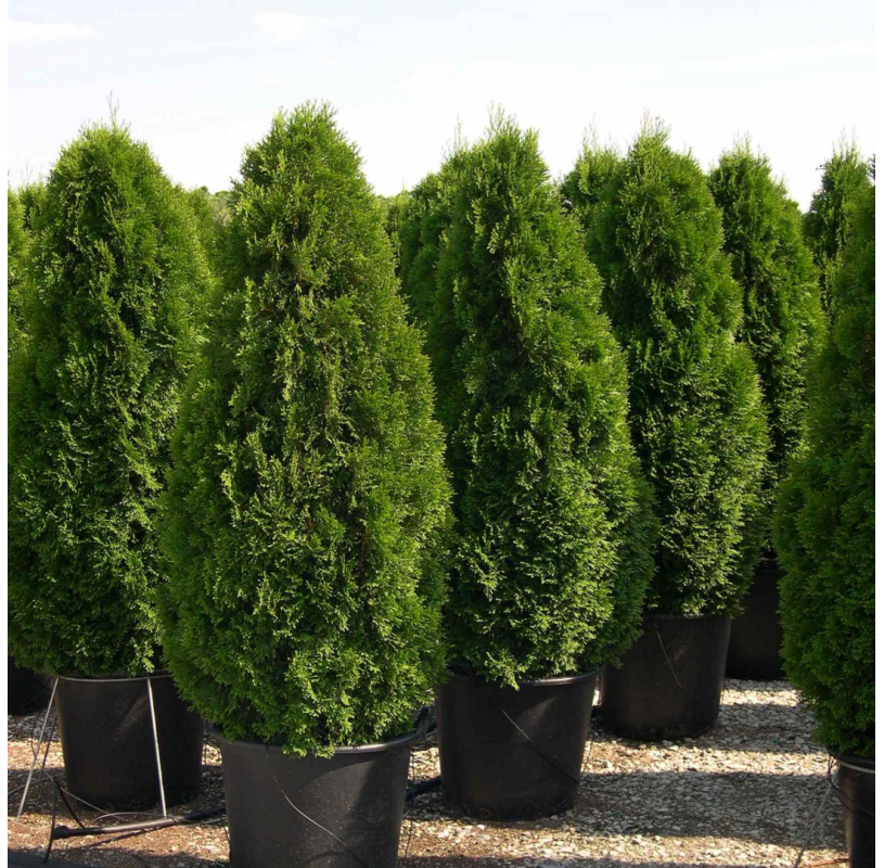 Thuja occidentalis (Northern white cedar / Arborvitae). Viveros González. Natural Garden Centre Marbella