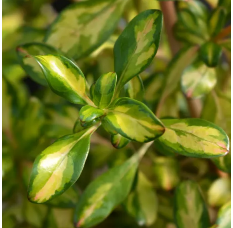 Coprosma "Lemon and lime"