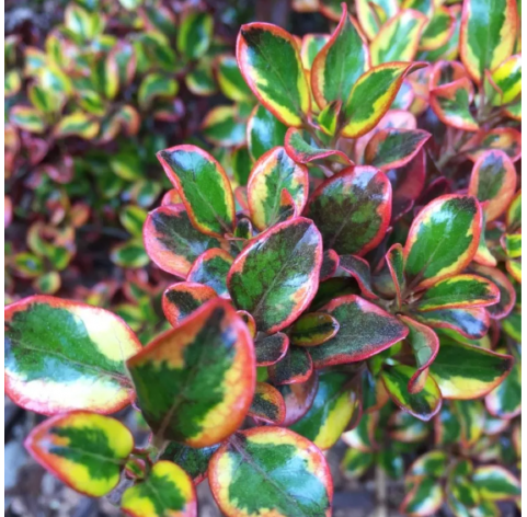 Coprosma ‘Inferno’. Viveros Gonzalez. Natiral Garden Centre Marbella