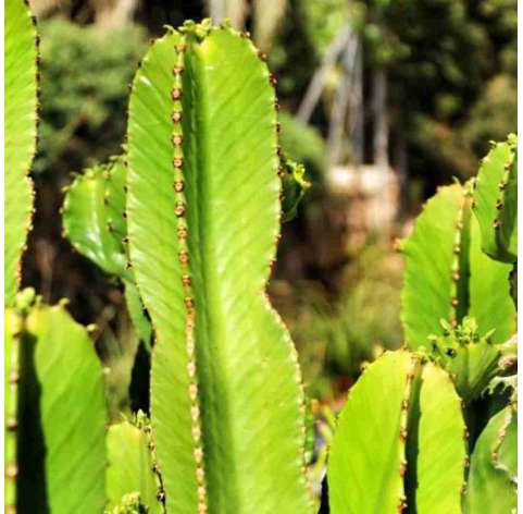 Euphorbia ingens. Viveros González. Garden centre Marbella. Natural decor centre