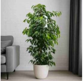 ficus daniela