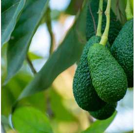 Hass avocado