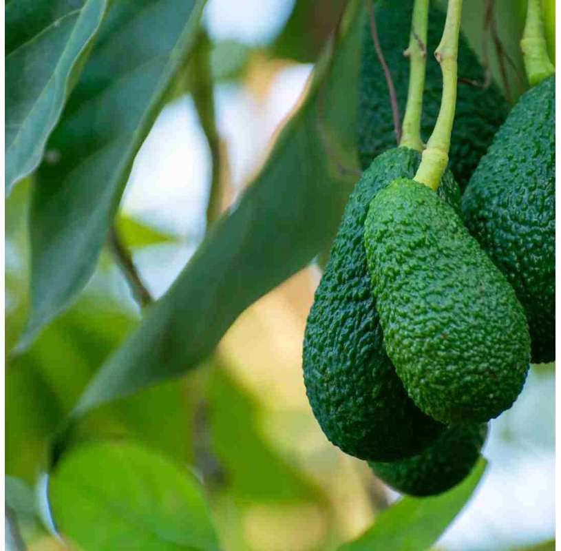 Aguacate Hass