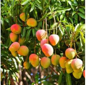 mango keitt