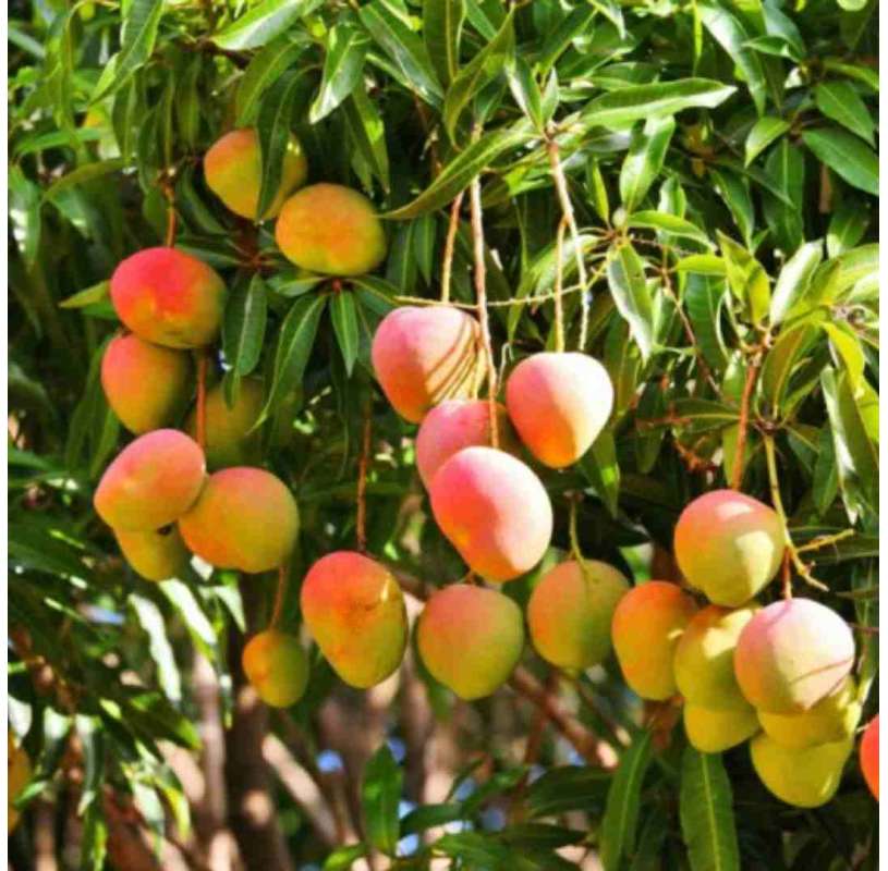 Mango Keitt