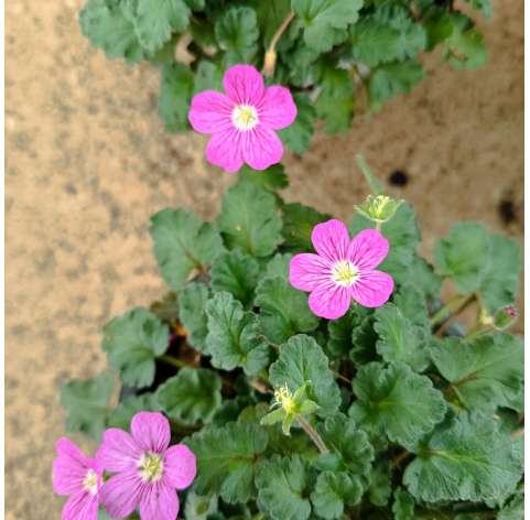 Agujas del pastor (Erodium x variabile)  Natural Decor Centre Marbella Viveros González. Garden Centre-Marbella