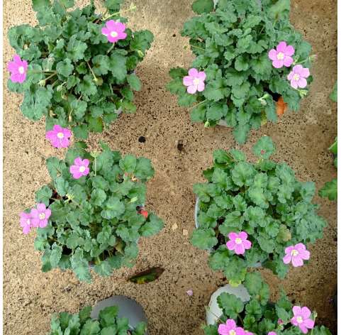 Agujas del pastor (Erodium x variabile)  Natural Decor Centre Marbella Viveros González. Garden Centre-Marbella