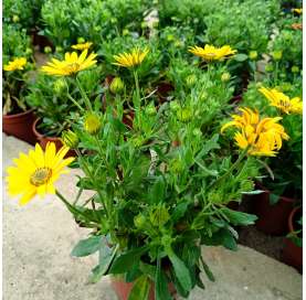 Osteospermum, dimorphoteca. African daisy. Viveros González. Natural Garden Center Marbella