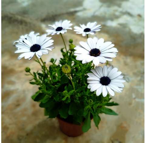 Osteospermum, dimorphoteca. African daisy. Viveros González. Natural Garden Center Marbella