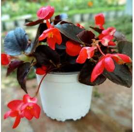 Begonia big.  Viveros Gonzalez. Natural Decor Centre. Garden centre.  Marbella