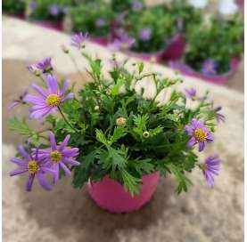 Brachyscome multifida. Viveros González. Natural decor centre. Garden centre Marbella