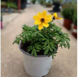 Bidens Ferulifoia pirate amarilla. Viveros González. Natural Decor Centre. Garden centre . Marbella