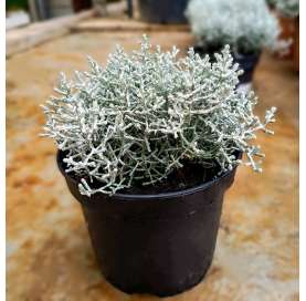 Calocephalus brownii. Leyucophyta. Viveros González. Natural decor centre. Garden centre Marbella