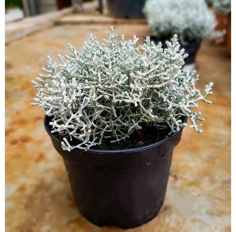 Calocephalus brownii. Leyucophyta. Viveros González. Natural decor centre. Garden centre Marbella