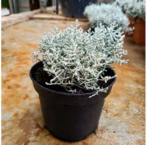 Calocephalus brownii. Leyucophyta. Viveros González. Natural decor centre. Garden centre Marbella