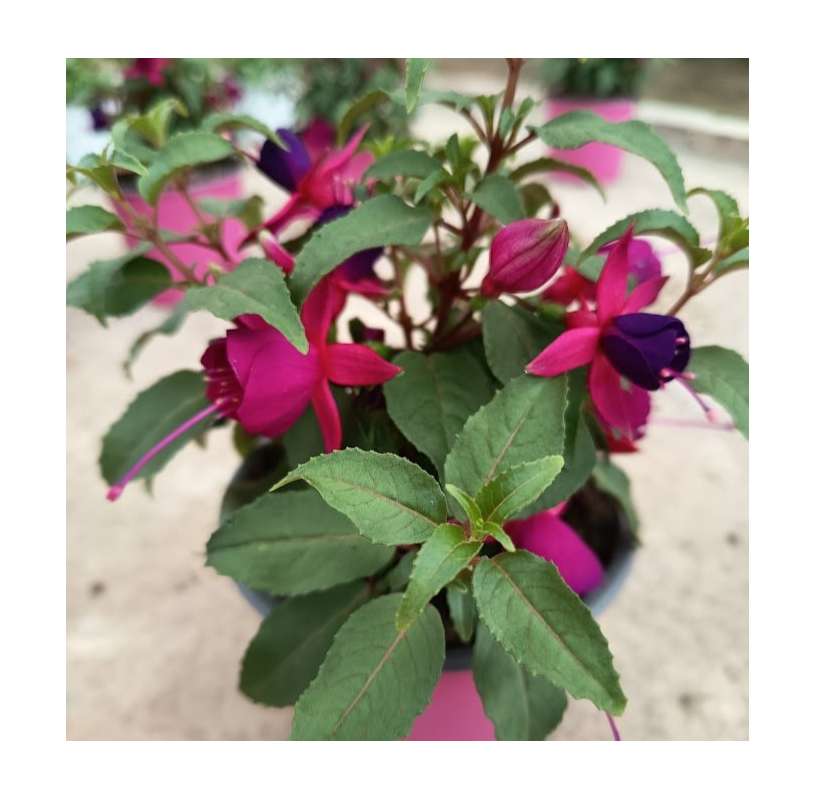 Fuchsia hybrida. Coral. Pendientes de la reina. Viveros González. Natural decor garden. Garden centre Marbella