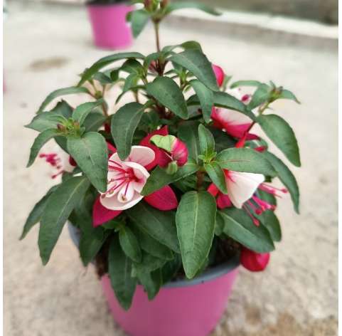 Fuchsia hybrida. Coral. Pendientes de la reina. Viveros González. Natural decor garden. Garden centre Marbella