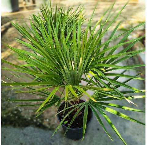 Chamaerops humillis. Mediterranean fan palm. Viveros González. Natural decor centre. Garden centre Marbella.