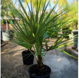 Chamaerops humillis. Mediterranean fan palm. Viveros González. Natural decor centre. Garden centre Marbella.