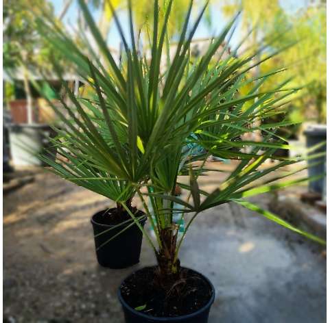 Chamaerops humillis. Mediterranean fan palm. Viveros González. Natural decor centre. Garden centre Marbella.