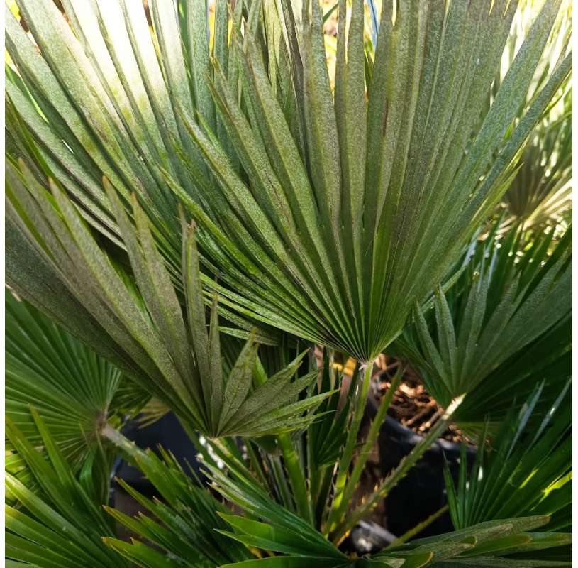 Chamaerops humillis vulcano. Mediterranean fan palm vulcano. Viveros González. Garden centre Marbella.