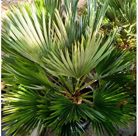 Chamaerops humillis vulcano. Mediterranean fan palm vulcano. Viveros González. Garden centre Marbella.