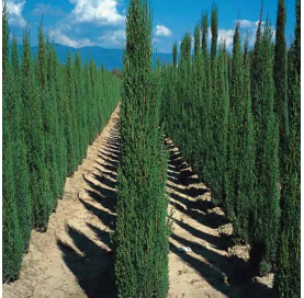 Cupressus totem