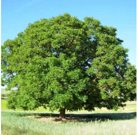 Juglans regia (Walnut Tree)