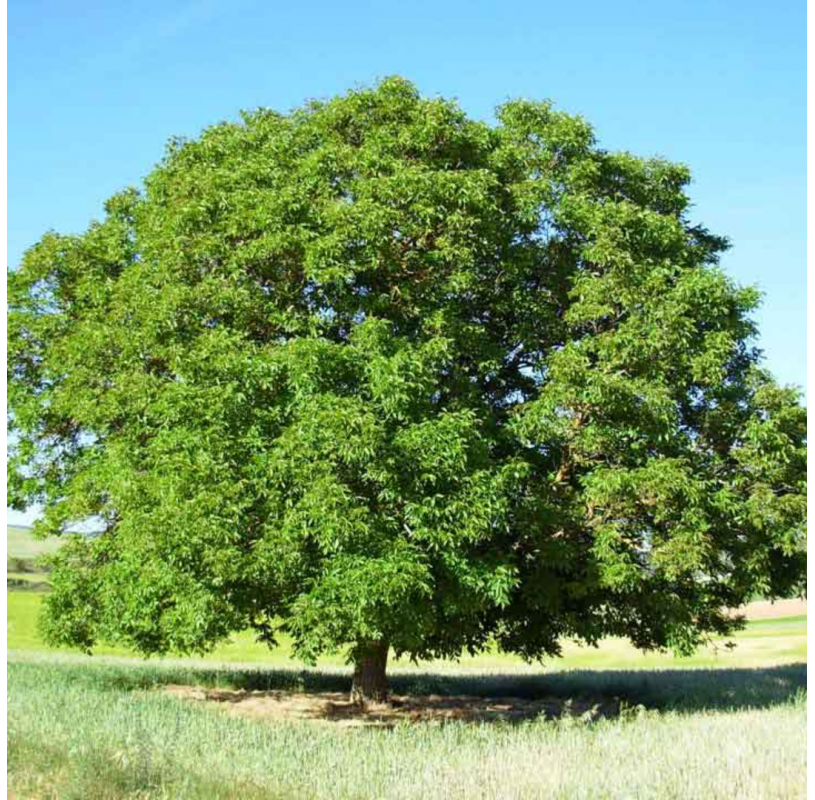 Juglans regia -  nogal. Viveros Gonzalez. Natural garden centre marbella
