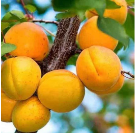 Prunus armeniaca -  albaricoque - Viveros González - Natural Garden Centre Marbella