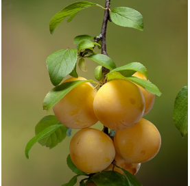 Prunus domestica, ciruelo. Viveros González. Natural Garden Centre Marbella
