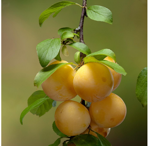 Prunus domestica, ciruelo. Viveros González. Natural Garden Centre Marbella
