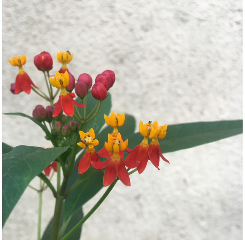Asclepias curassavica. Viveros González. Natural Garden Centre marbella