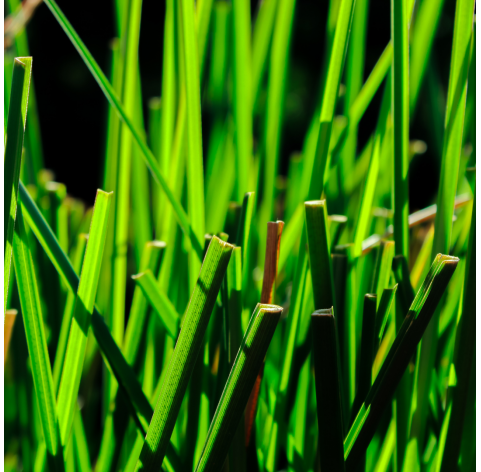 Vetiver Tubo Viveros González Natural Decor Centre Marbella