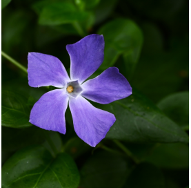 Vinca minor ‘Bowles’. Viveros González. Natural Garden Centre Marbella