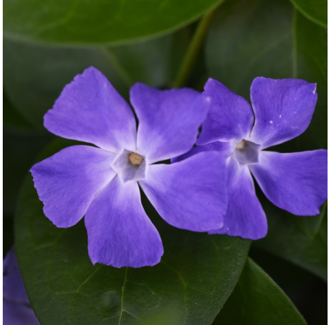 Vinca minor ‘Bowles’. Viveros González. Natural Garden Centre Marbella