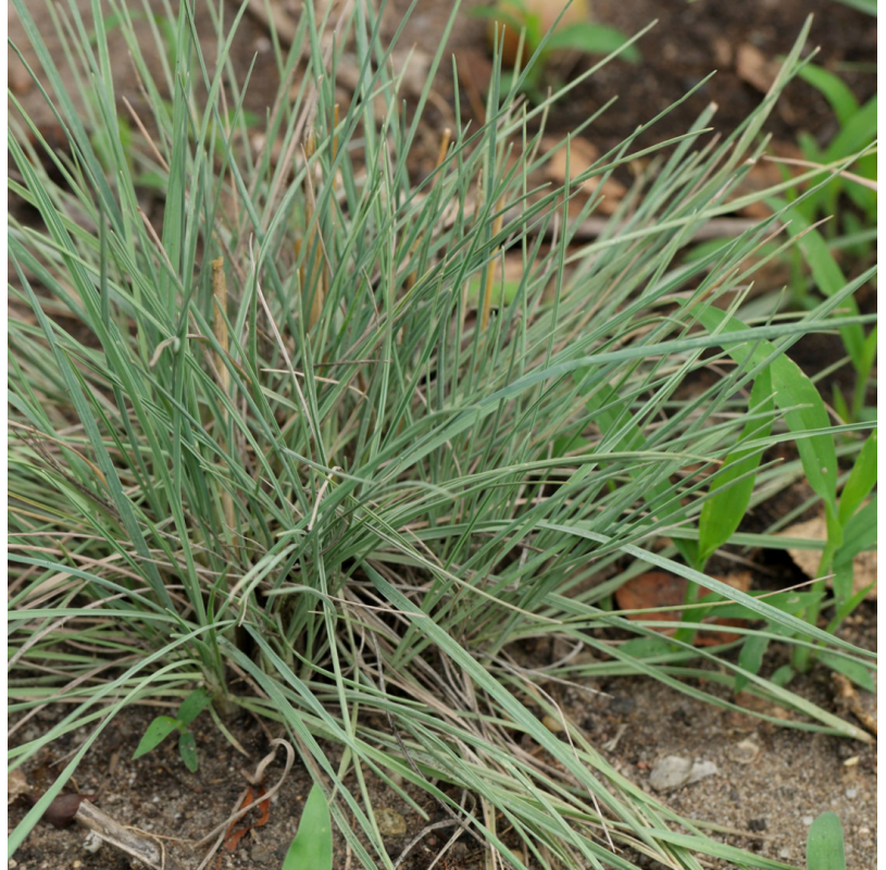 Koeleria glauca - viveros gonzalez - natural garden centre marbella