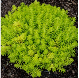 Sedum lemon ball. Viveros GOnzález. Natural Garden Centre Marbella