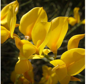 Spartium junceum (Spanish...