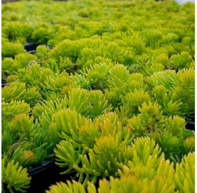 Sedum lemon coral