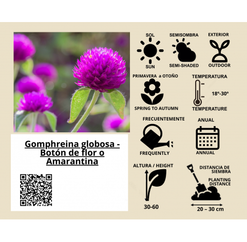 Gomphreina globosa. Viveros González. Natural Garden Centre Marbella
