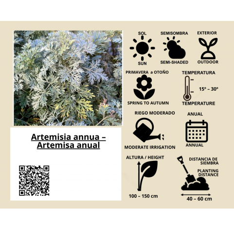 Artemisia annua – Artemisa anual Natural Decor Centre Marbella Viveros González