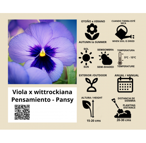 Pensamiento. Viola tricolor. Viveros González. Natural Garden Center Marbella.