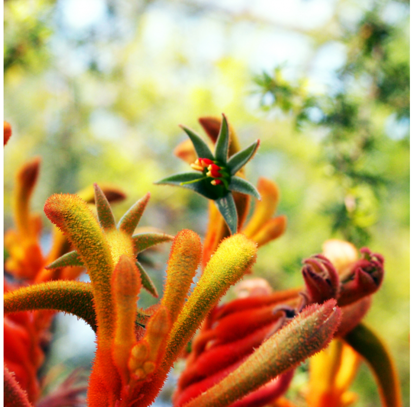 Anigozanthos (Pata de canguro). Viveros Gonzalez. Natural Garden Centre Marbella