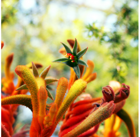 Anigozanthos (Pata de canguro). Viveros Gonzalez. Natural Garden Centre Marbella