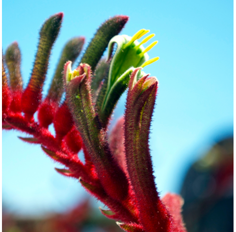 Anigozanthos (Pata de canguro). Viveros Gonzalez. Natural Garden Centre Marbella