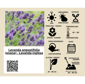 Lavanda dentata verde C17.  Lavanda francesa.  Viveros González Natural decor Centre Marbella