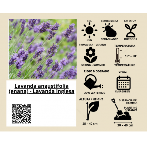 Lavanda dentata verde C17.  Lavanda francesa.  Viveros González Natural decor Centre Marbella