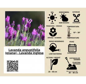 Lavanda angustifolia (enana). Lavanda inglesa Natural Decor Centre Marbella Viveros González