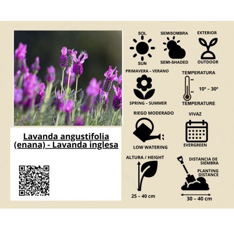 Lavanda angustifolia (enana). Lavanda inglesa Natural Decor Centre Marbella Viveros González